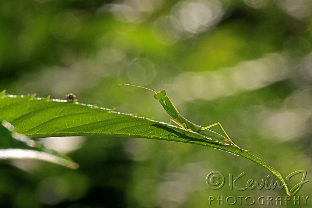 Click image for larger version

Name:	Mini Mantis 2.jpg
Views:	25
Size:	364.7 KB
ID:	470283