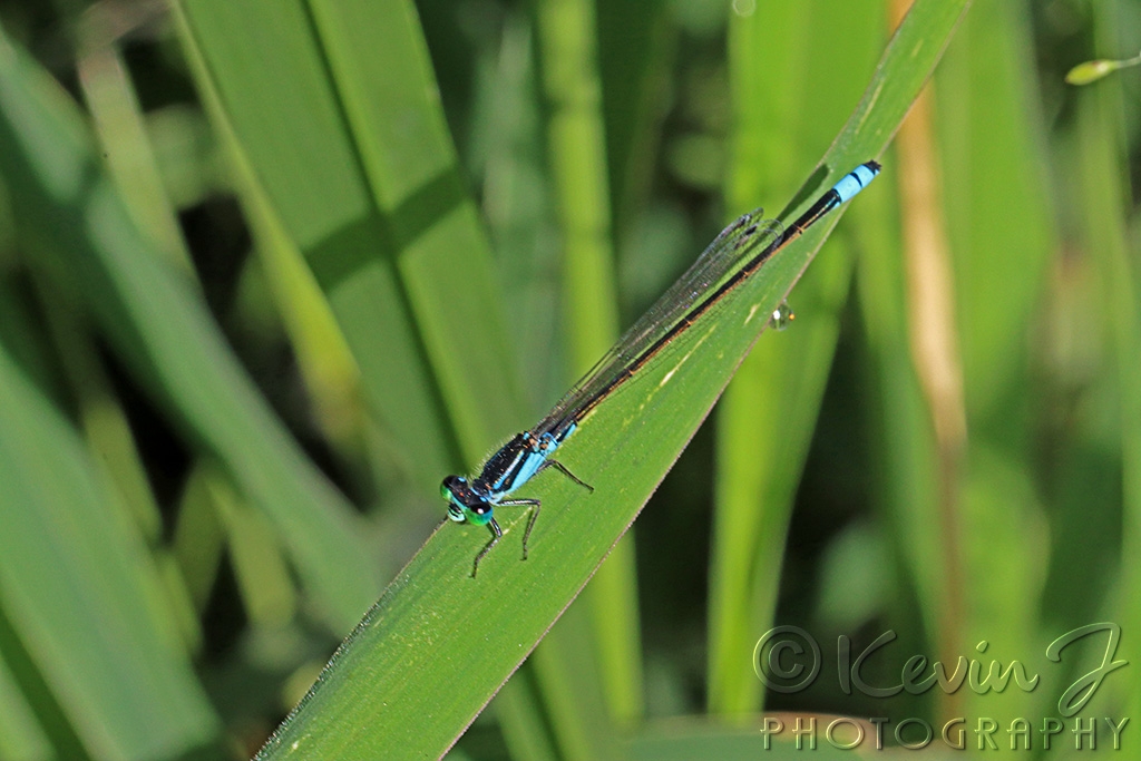 Click image for larger version

Name:	Damselfly.jpg
Views:	47
Size:	389.7 KB
ID:	470496