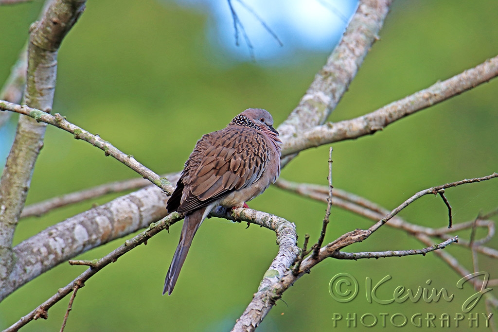 Click image for larger version

Name:	Dove.jpg
Views:	49
Size:	400.1 KB
ID:	470593