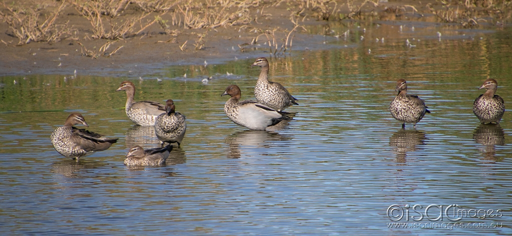 Click image for larger version

Name:	6023-Wooducks.jpg
Views:	41
Size:	407.2 KB
ID:	470759