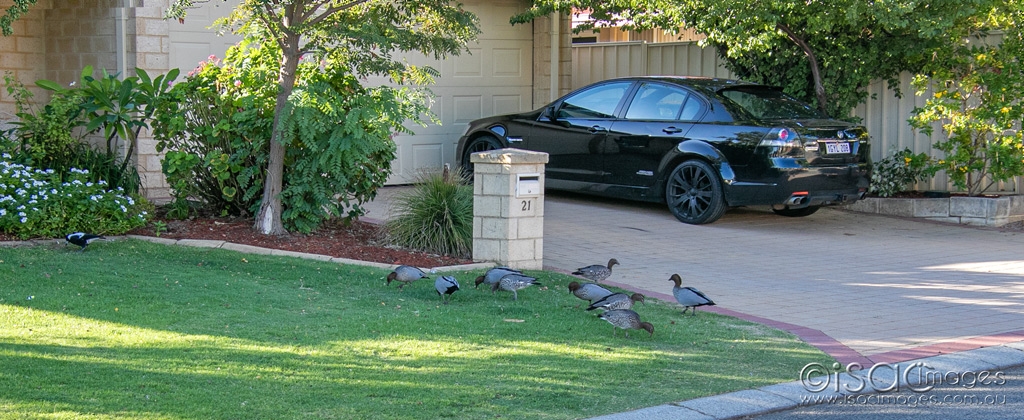 Click image for larger version

Name:	5956-Wooducks.jpg
Views:	31
Size:	450.9 KB
ID:	470760