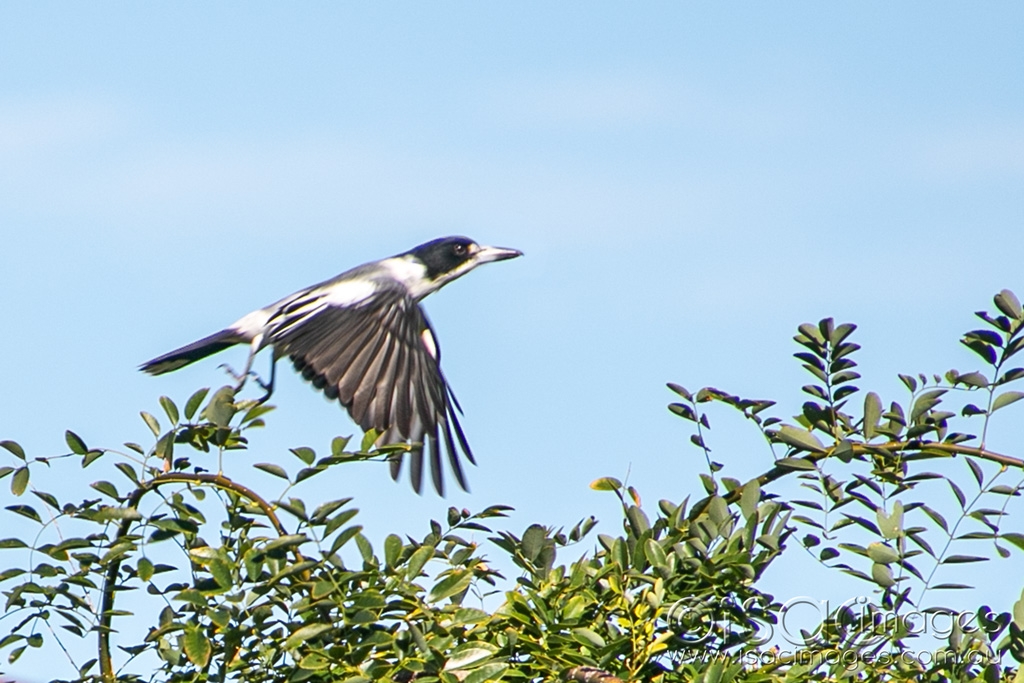 Click image for larger version

Name:	5986-Mudlark.jpg
Views:	34
Size:	435.0 KB
ID:	470761