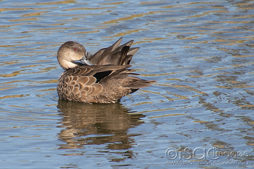 Click image for larger version

Name:	6000-Grey_Teal_Duck.jpg
Views:	35
Size:	491.5 KB
ID:	470762