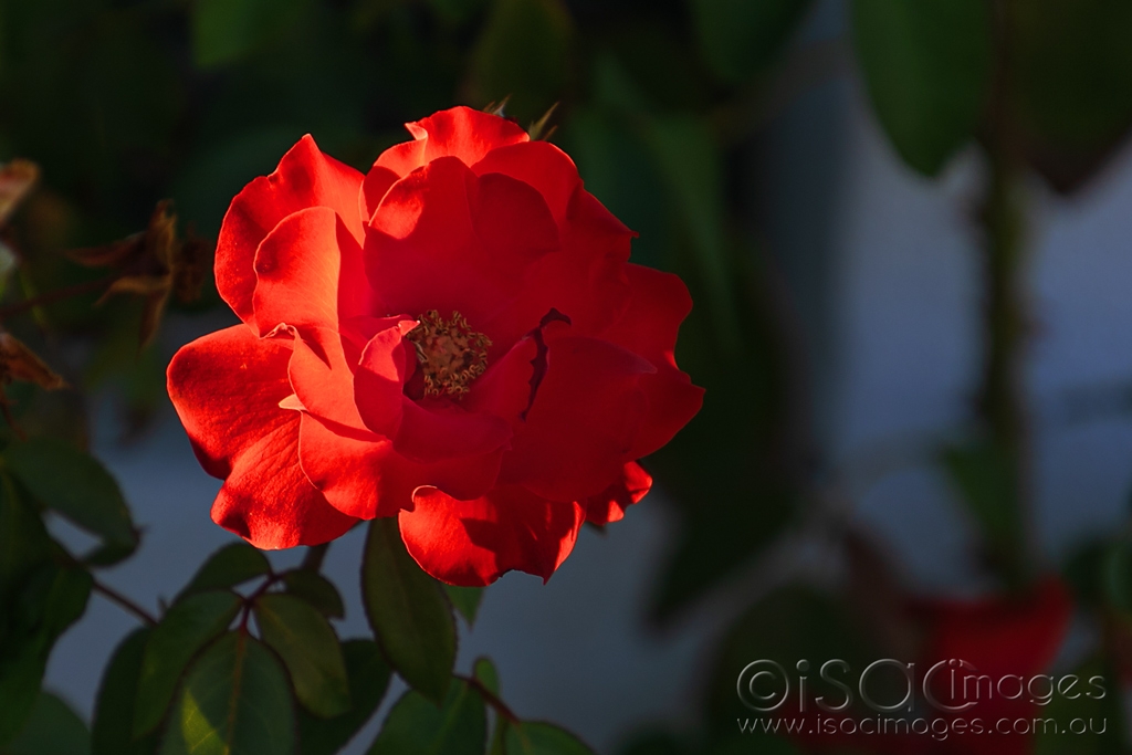 Click image for larger version

Name:	6072-Red_Rose.jpg
Views:	37
Size:	311.7 KB
ID:	470772