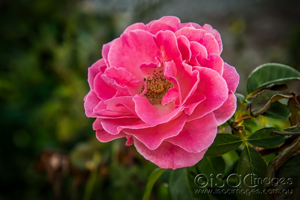 Click image for larger version

Name:	6076-Pink_Rose.jpg
Views:	43
Size:	364.6 KB
ID:	470773
