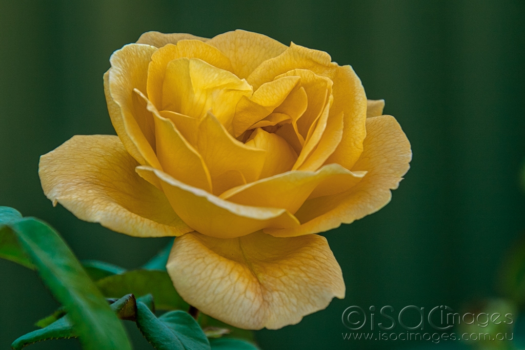 Click image for larger version

Name:	6069-Yellow_Rose.jpg
Views:	41
Size:	374.5 KB
ID:	470774
