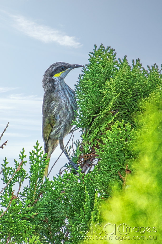 Click image for larger version

Name:	027A4994-Singing_Honeyeater-1.jpg
Views:	68
Size:	514.2 KB
ID:	470791