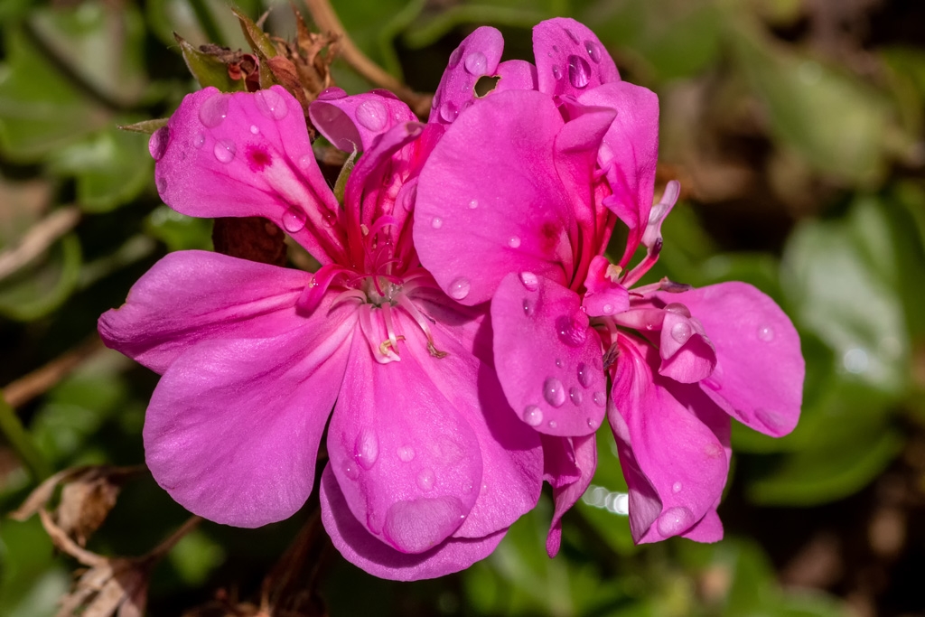 Click image for larger version

Name:	Pink 1.jpg
Views:	45
Size:	404.3 KB
ID:	470916