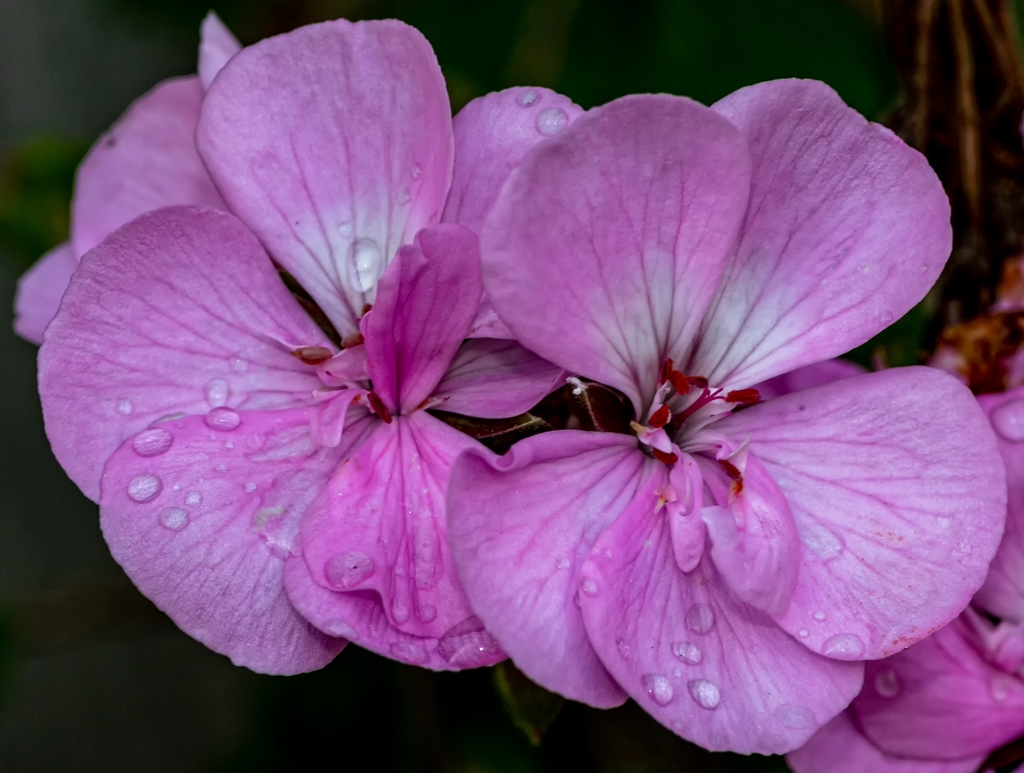 Click image for larger version

Name:	Pink 2.jpg
Views:	40
Size:	392.8 KB
ID:	470917