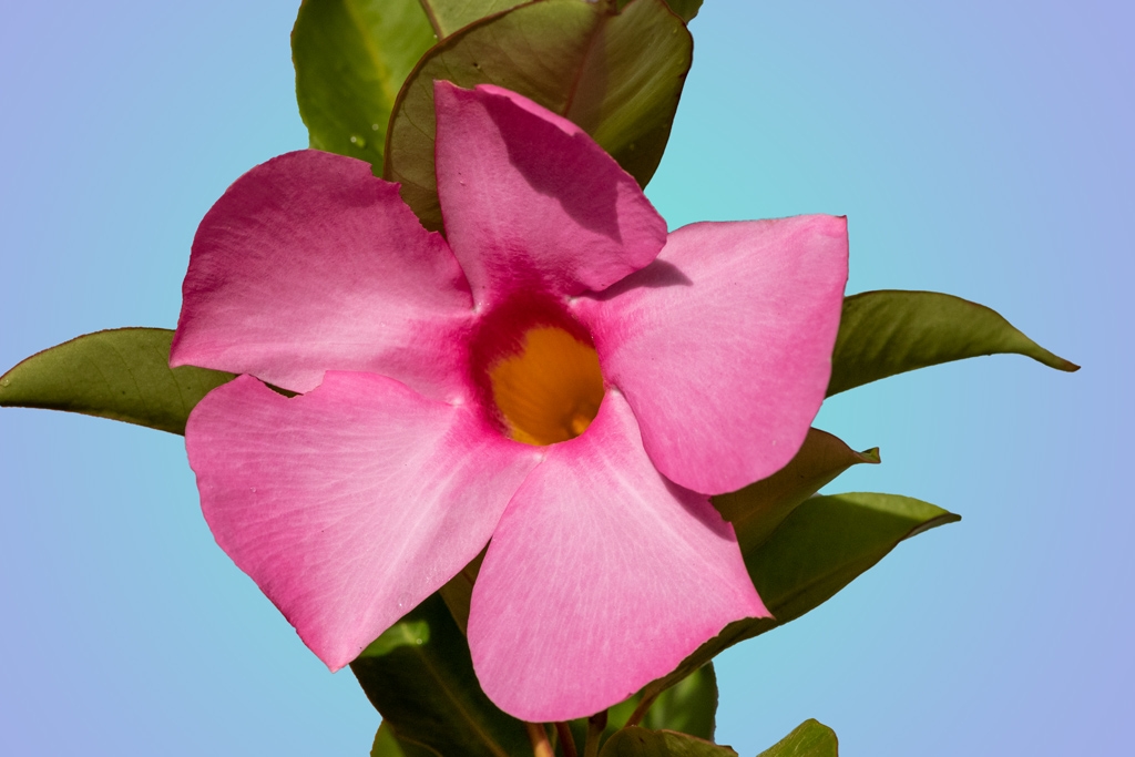 Click image for larger version

Name:	Pink_0003.jpg
Views:	41
Size:	287.5 KB
ID:	470919