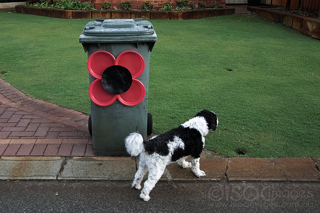 Click image for larger version

Name:	6536-Anzac-6.jpg
Views:	55
Size:	582.7 KB
ID:	471050