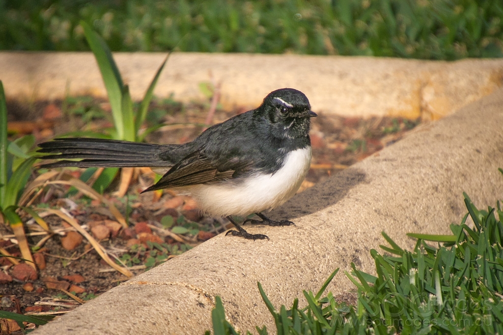 Click image for larger version

Name:	6636-Willie_Wagtail.jpg
Views:	35
Size:	469.7 KB
ID:	471141