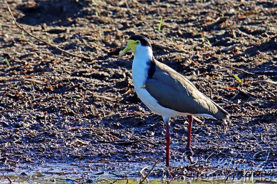 Click image for larger version

Name:	Masked Lapwing..jpg
Views:	45
Size:	195.6 KB
ID:	471308
