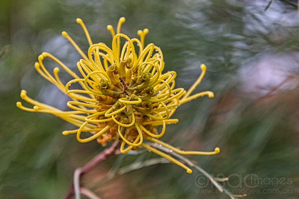 Click image for larger version

Name:	6796-Sandra_Gordon_Grevillea.jpg
Views:	51
Size:	478.7 KB
ID:	471339