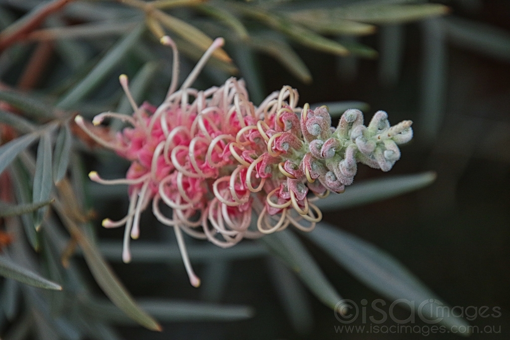 Click image for larger version

Name:	6798-Majestic_Grevillea.jpg
Views:	47
Size:	388.4 KB
ID:	471340