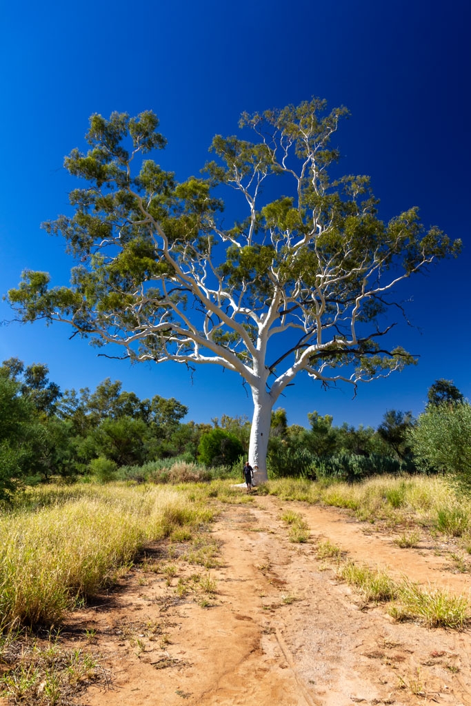 Click image for larger version

Name:	Alice Springs 246.jpg
Views:	114
Size:	553.0 KB
ID:	471641
