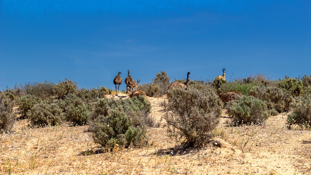 Click image for larger version

Name:	Mungo Trip 175.jpg
Views:	51
Size:	491.3 KB
ID:	471801