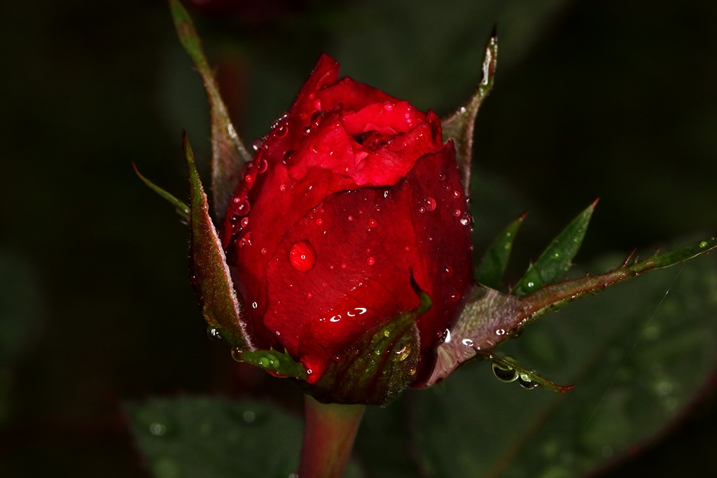 Click image for larger version

Name:	Rose.jpg
Views:	49
Size:	296.1 KB
ID:	471901