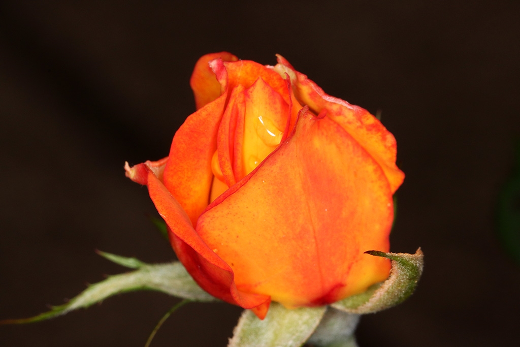 Click image for larger version

Name:	Rose 5.jpg
Views:	55
Size:	278.7 KB
ID:	472174