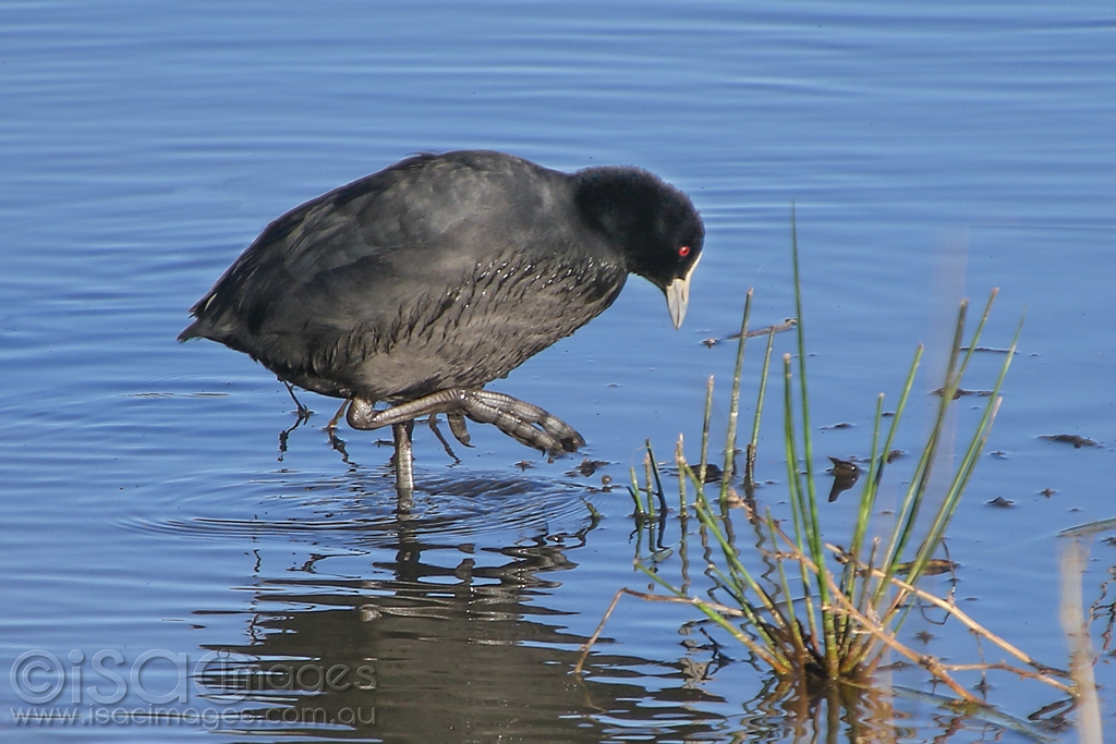 Click image for larger version

Name:	102-Eurasian_Coot.jpg
Views:	63
Size:	429.3 KB
ID:	472400