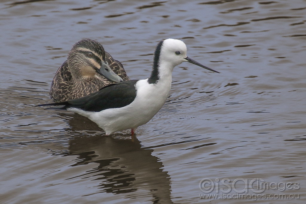 Click image for larger version

Name:	285-Pacific_Black_Stilt.jpg
Views:	48
Size:	416.8 KB
ID:	472401