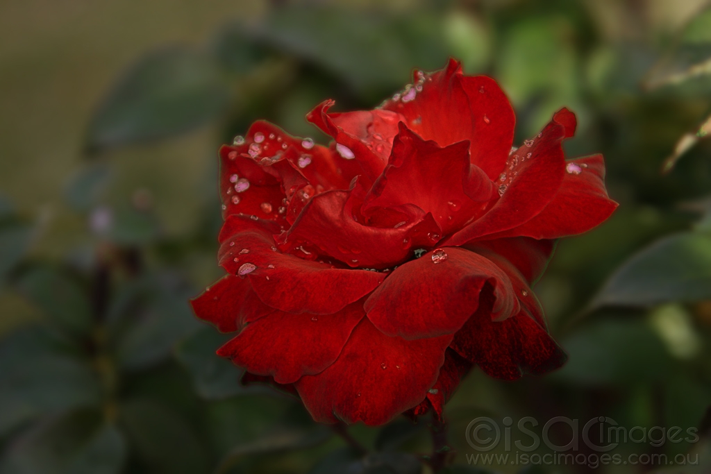 Click image for larger version

Name:	8121-Wet_Red_Rose.jpg
Views:	37
Size:	292.0 KB
ID:	472701