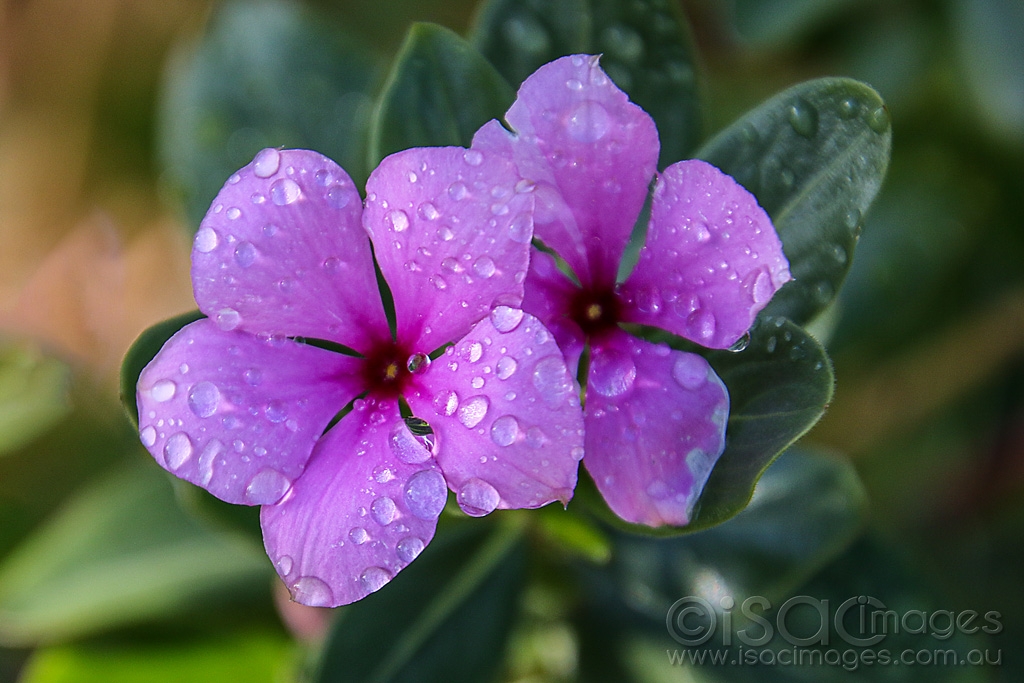 Click image for larger version

Name:	8106-Pink_Flowers_Wet.jpg
Views:	35
Size:	432.6 KB
ID:	472702