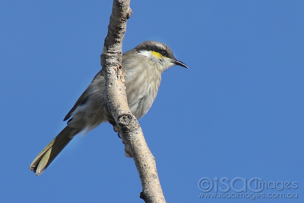 Click image for larger version

Name:	8343-Singing_Honeyeater.jpg
Views:	60
Size:	339.1 KB
ID:	472806