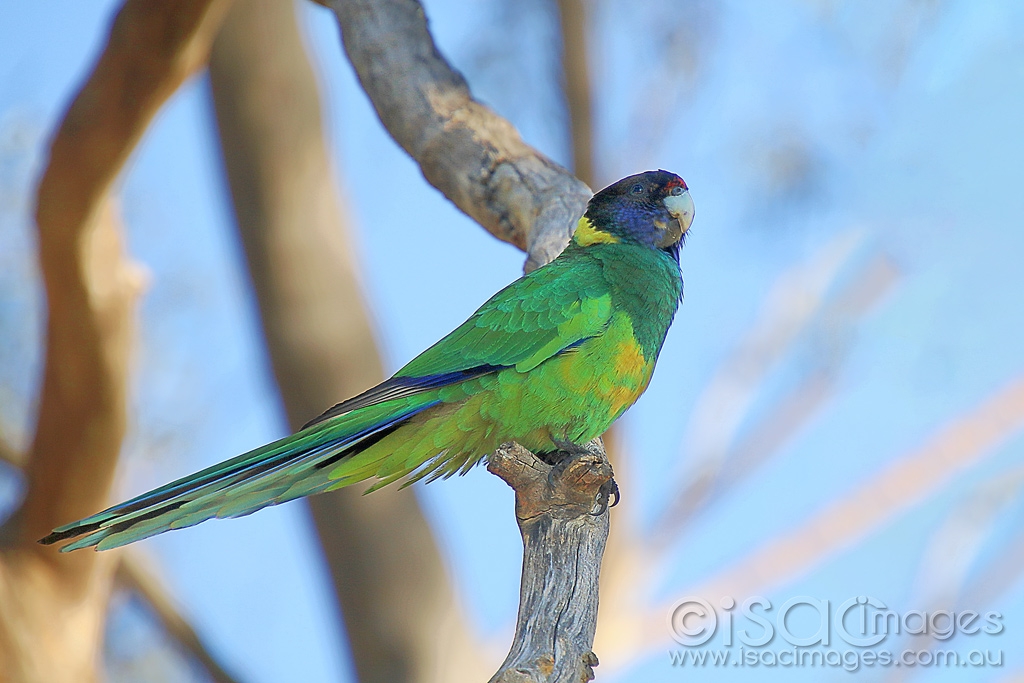 Click image for larger version

Name:	8325-Twenty_Eight_Parrot.jpg
Views:	56
Size:	375.0 KB
ID:	472807