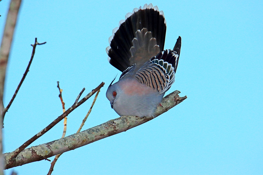 Click image for larger version

Name:	Crested Pigeon 1.jpg
Views:	50
Size:	398.3 KB
ID:	472852