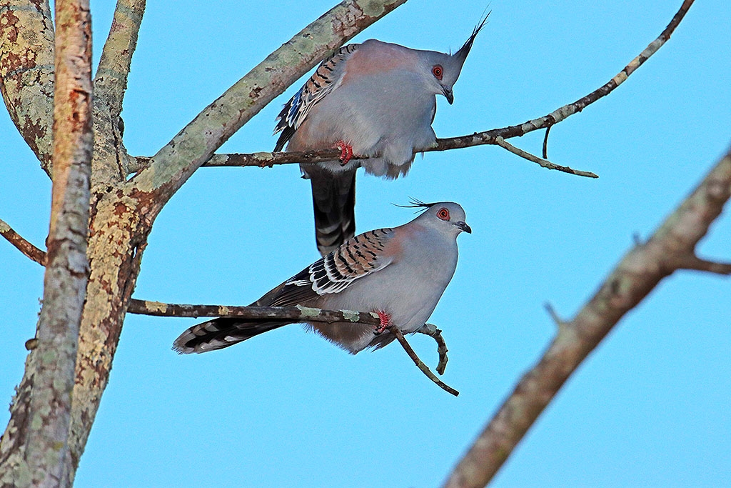 Click image for larger version

Name:	Crested Pigeon 2.jpg
Views:	39
Size:	514.4 KB
ID:	472853
