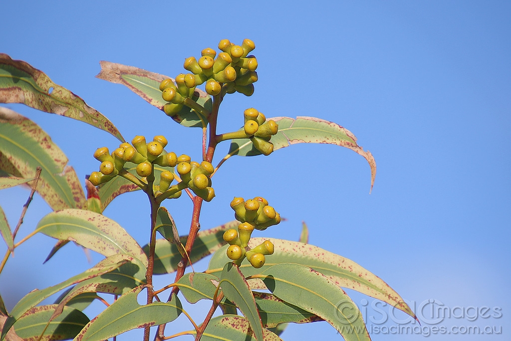 Click image for larger version

Name:	8986-Gum_Pods.jpg
Views:	38
Size:	427.3 KB
ID:	473063