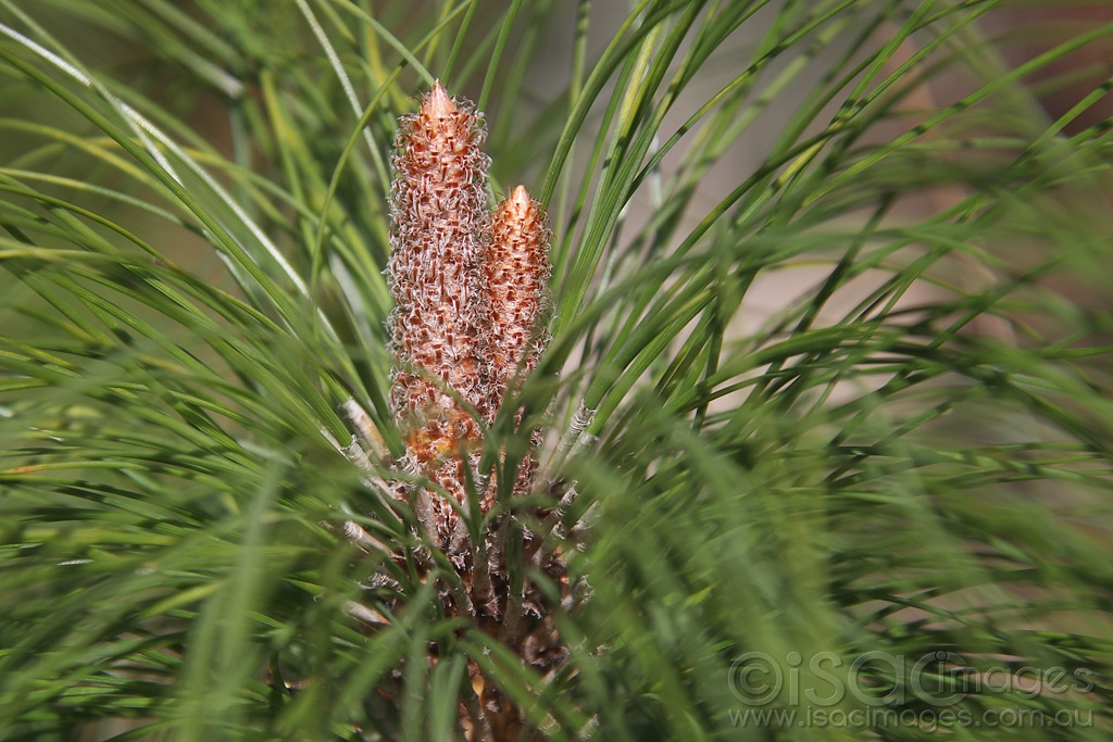 Click image for larger version

Name:	8985-Pine_Tree.jpg
Views:	29
Size:	472.9 KB
ID:	473064