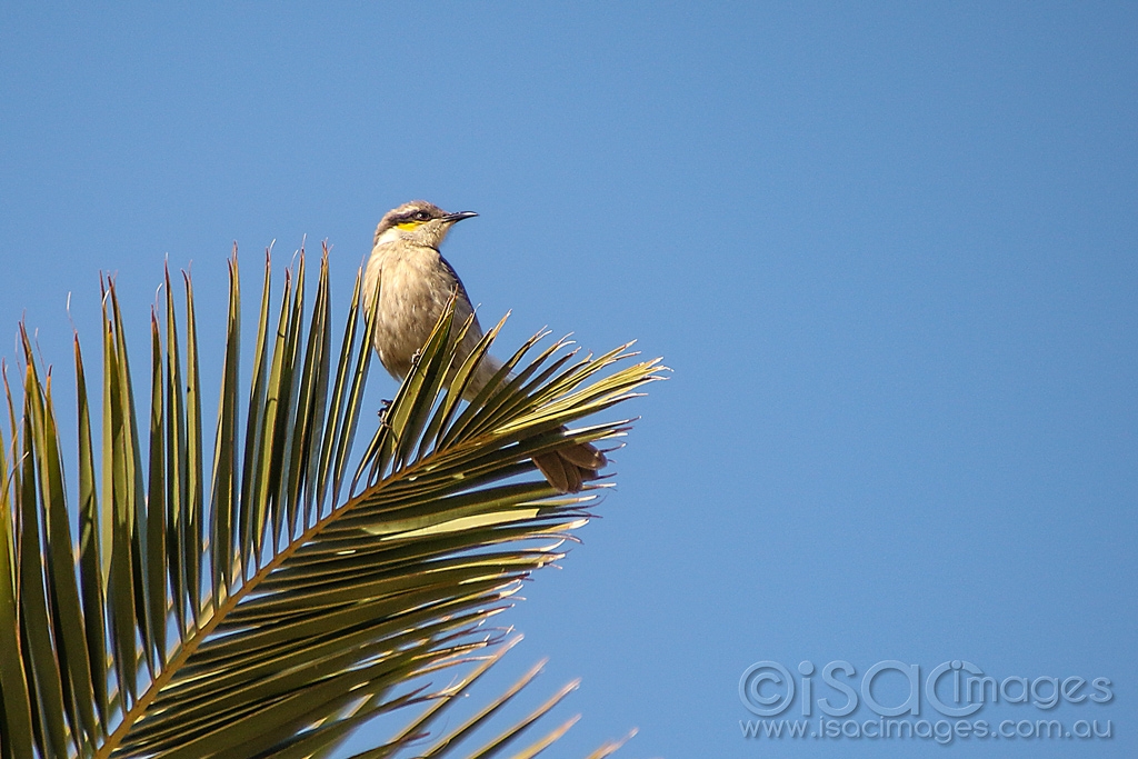Click image for larger version

Name:	9076-Singing_Honeyeater.jpg
Views:	34
Size:	468.8 KB
ID:	473106
