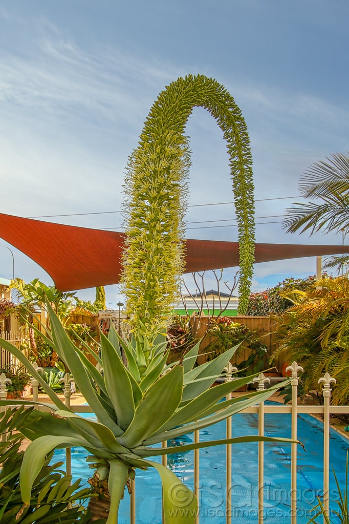 Click image for larger version

Name:	9119-Foxtail_Agave_attenuata.jpg
Views:	24
Size:	540.0 KB
ID:	473112
