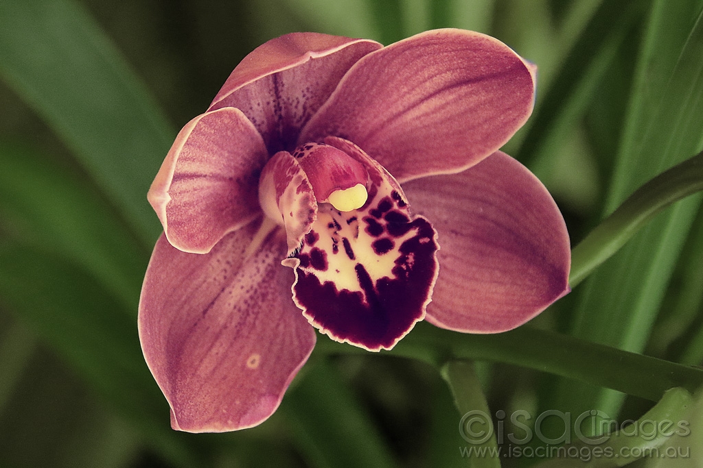 Click image for larger version

Name:	9113-Cymbidium_Orchid.jpg
Views:	31
Size:	443.1 KB
ID:	473113