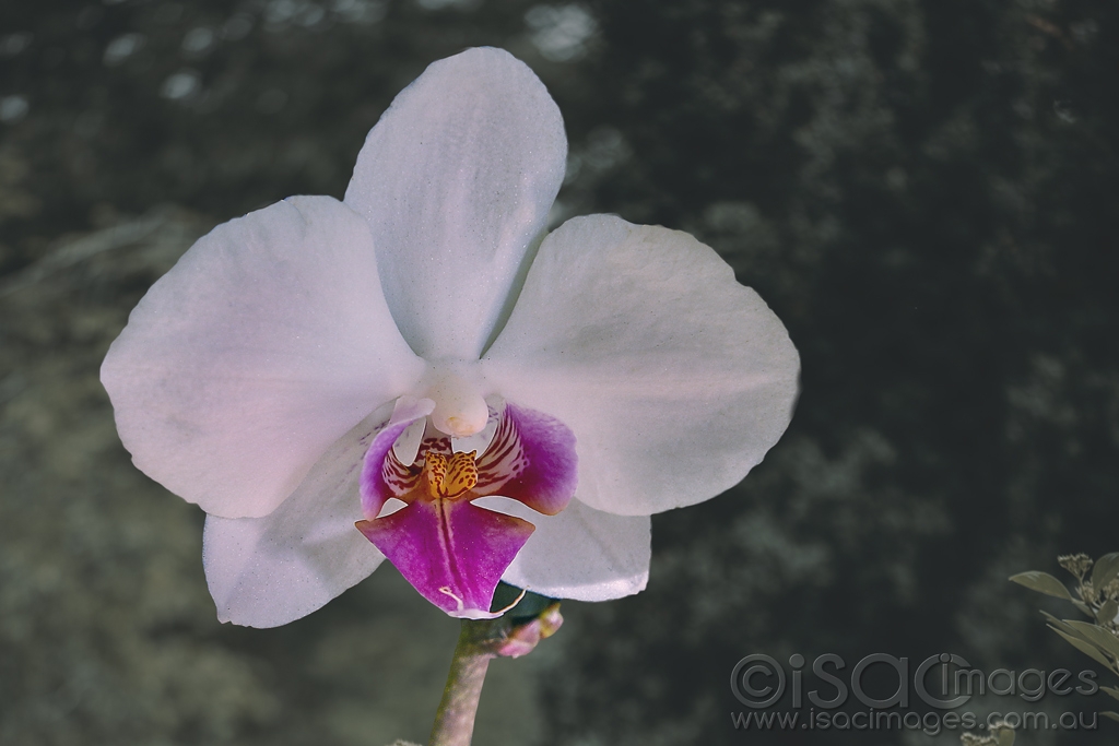 Click image for larger version

Name:	9115-Phalaenopsis_Orchid.jpg
Views:	29
Size:	300.9 KB
ID:	473114