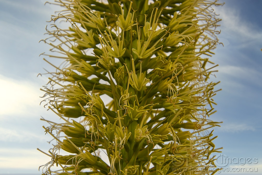 Click image for larger version

Name:	9116-Foxtail_Agave_attenuata.jpg
Views:	26
Size:	487.3 KB
ID:	473115