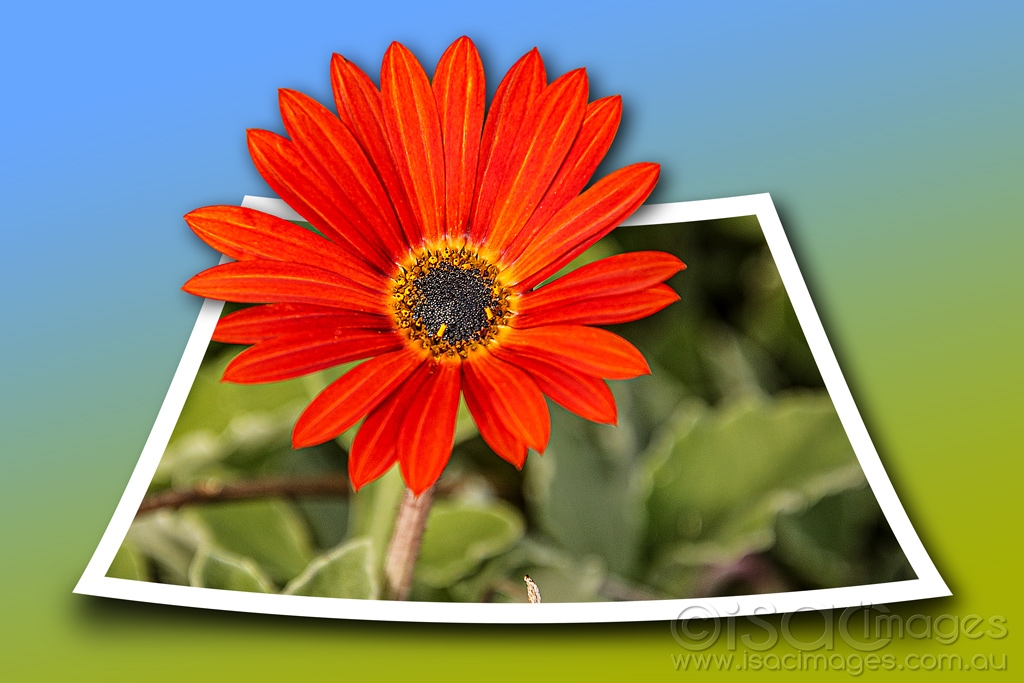 Click image for larger version

Name:	9033-Daisy_OOB.jpg
Views:	47
Size:	348.6 KB
ID:	473118