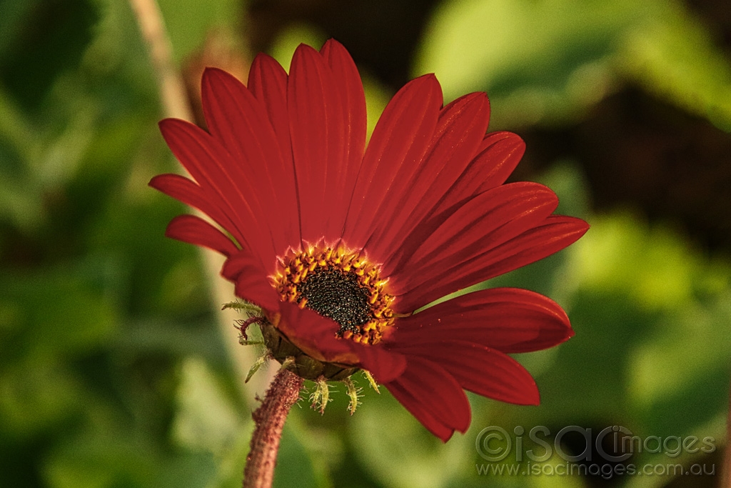 Click image for larger version

Name:	9364-Red_Daisy.jpg
Views:	44
Size:	421.4 KB
ID:	473243