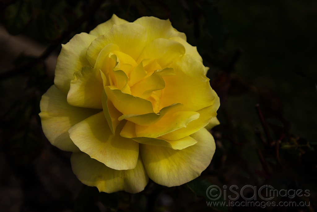 Click image for larger version

Name:	9886-Yellow_Rose_of_Texas.jpg
Views:	53
Size:	293.9 KB
ID:	473501