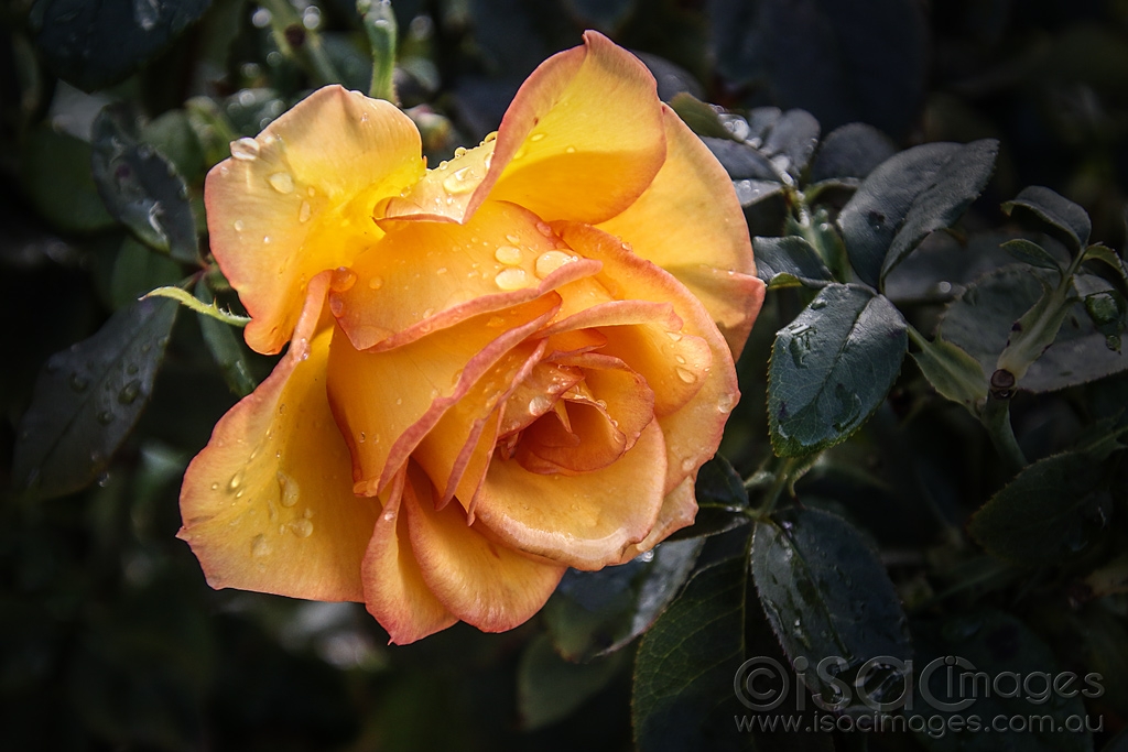 Click image for larger version

Name:	0421-Orange_Rose.jpg
Views:	53
Size:	388.9 KB
ID:	473502