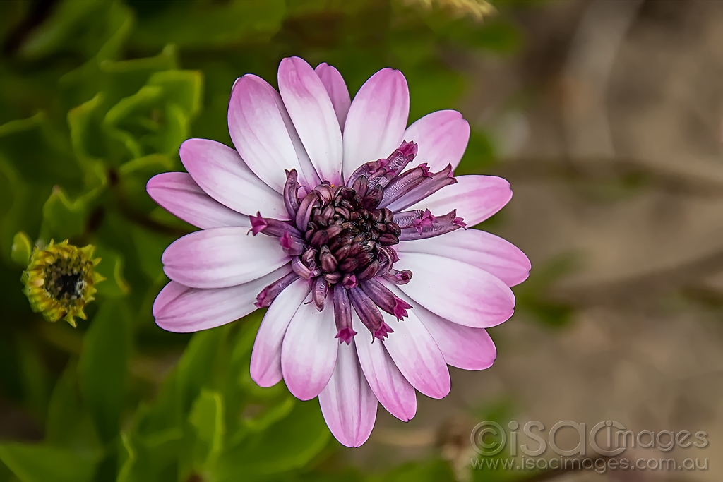Click image for larger version

Name:	9883-Pink_Daisy.jpg
Views:	62
Size:	345.1 KB
ID:	473503