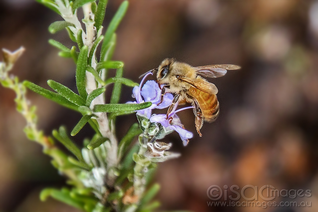 Click image for larger version

Name:	0455-Bee.jpg
Views:	61
Size:	376.8 KB
ID:	473509