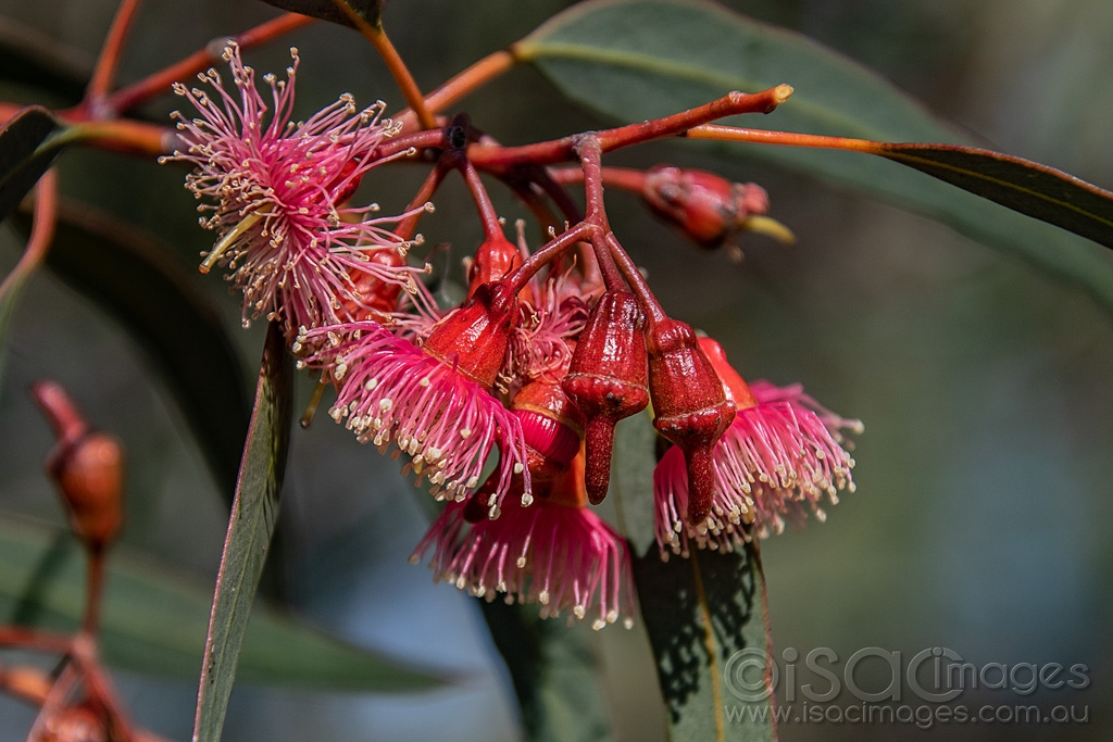 Click image for larger version

Name:	9913-Pink_Flowering_Gum.jpg
Views:	117
Size:	427.2 KB
ID:	473544
