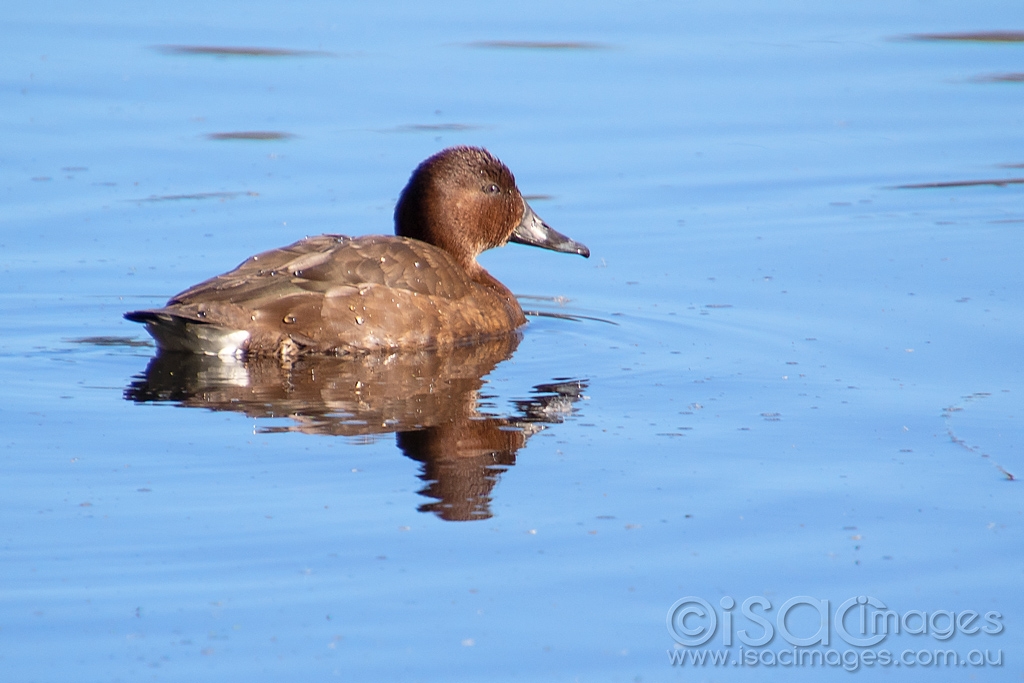 Click image for larger version

Name:	0180_Hardhead_Duck_Female.jpg
Views:	118
Size:	360.1 KB
ID:	473595