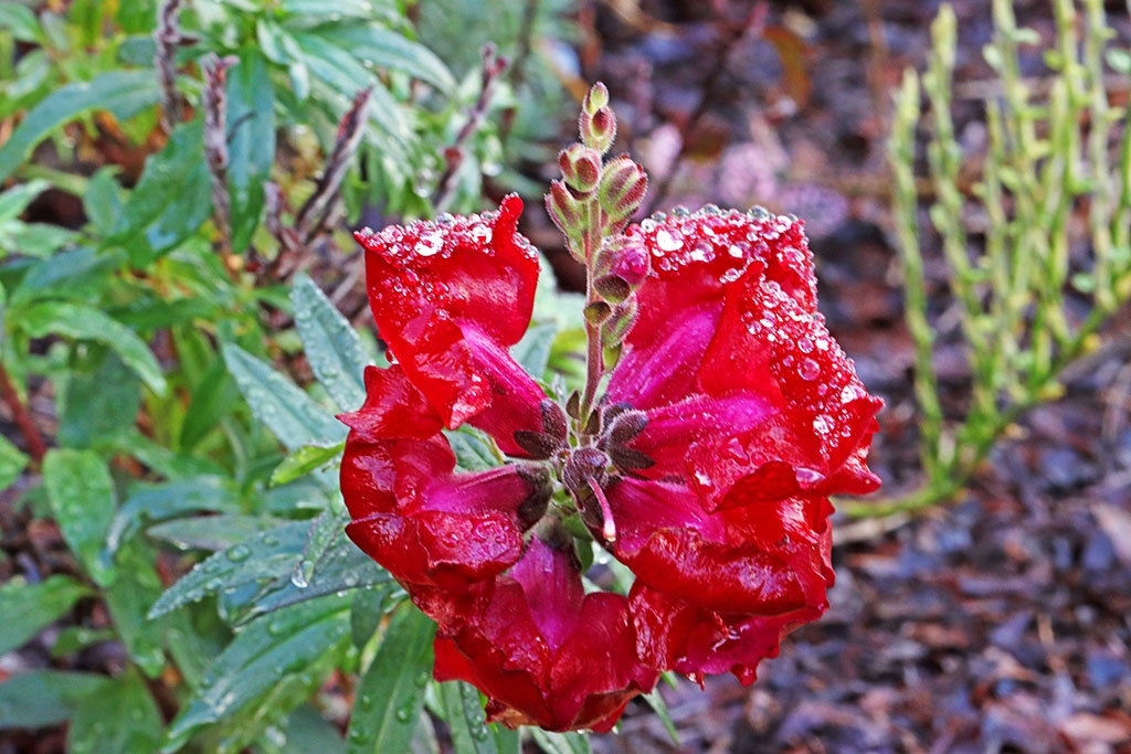Click image for larger version

Name:	snapdragon.jpg
Views:	36
Size:	483.2 KB
ID:	473631