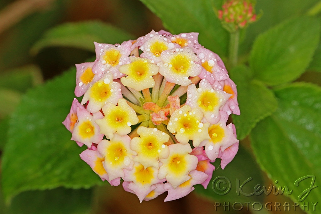 Click image for larger version

Name:	Lantana.jpg
Views:	64
Size:	379.1 KB
ID:	473703