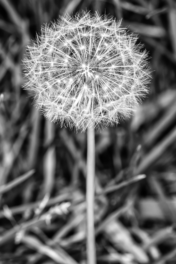 Click image for larger version

Name:	A weed.jpg
Views:	49
Size:	366.5 KB
ID:	473890