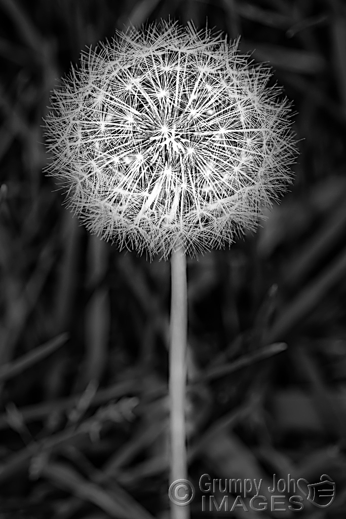 Click image for larger version

Name:	Dandelion.jpg
Views:	46
Size:	382.6 KB
ID:	473923